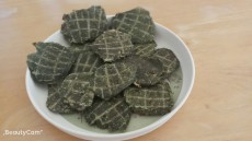 Pets Wonderland - 風乾羽衣甘藍無激素雞肉餅 (落單後新觧制作 制作需時約7日)